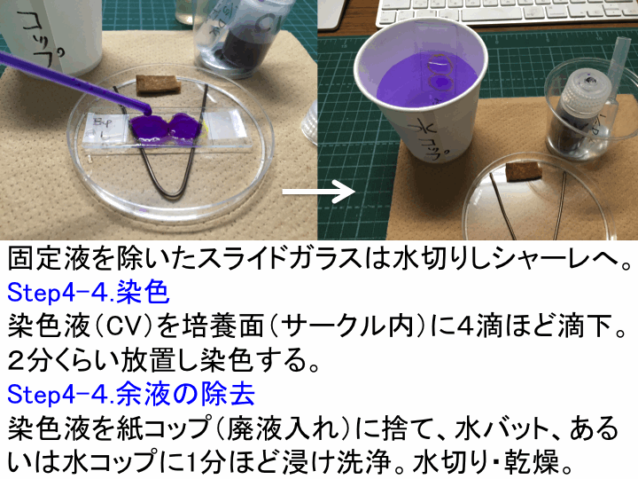 カバー ガラス 培養 オファー 法